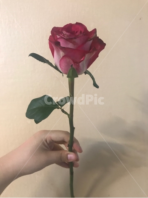 장미꽃,꽃,장미,한송이,우아함