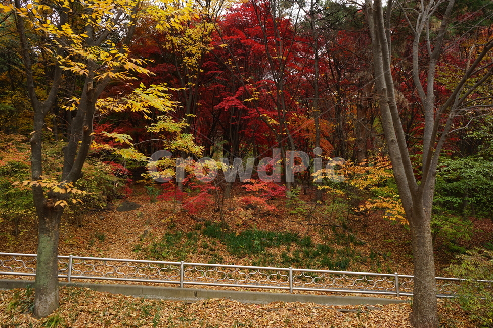 안산,자락길,가을,자연,낙엽,고엽,산책,forest,woods,nature,fallenleaves,sentiment,solitary,friend,힐링,휴식,시원함,고요함,healing,relaxation,cool,calm,느낌,감성,가을,계절,fall,autumn,season,자연,풍경,nature,landscape,tree,나무,plant,식물