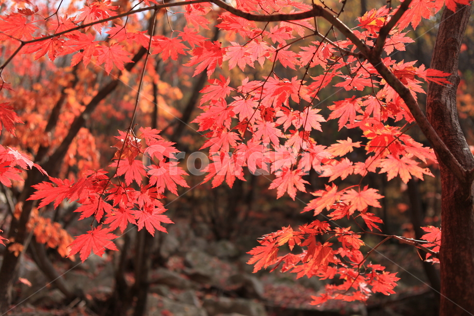 단풍,나무,가을,숲,주황색,가을,계절,fall,autumn,season,식물,자연,plants,nature,leaf,잎,plant,tree,maple
