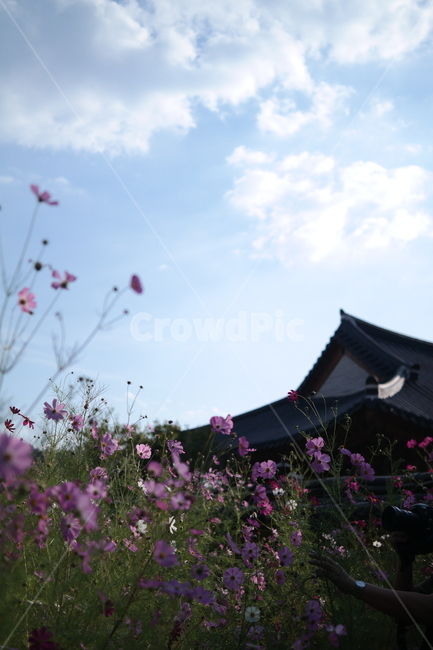 전주향교,코스모스,가을꽃,전주가을,꽃,outdoors