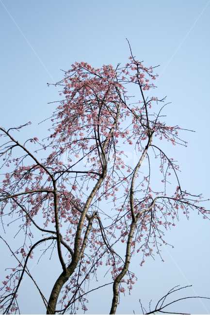 벚꽃,봄,봄날,감성,spring,flower,풍경,식물,꽃,분홍색,봄,계절,spring,season,식물,자연,plants,nature,나무,trees,wood,tree,plant