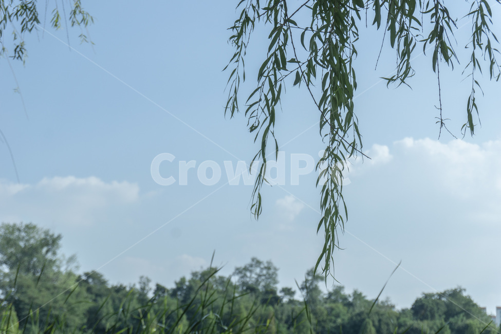 나무,나뭇가지,나뭇잎,이파리,식물,하늘,공원,풀,잡초,tree,plant,버드나무,여름색감,빈티지,분위기,색감,초록,구름,산책,식물,자연,plants,nature