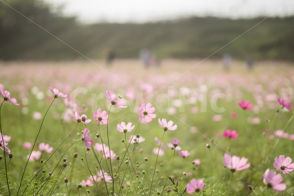 코스모스,가을,축제,오후,9월,cosmos,autumn,festival,sunset,september,가을,계절,fall,autumn,season,식물,자연,plants,nature,꽃,flower,감성,sensible,feeling,grassland,목초지,outdoors,옥외,field,들,farm,농장,rural,농촌