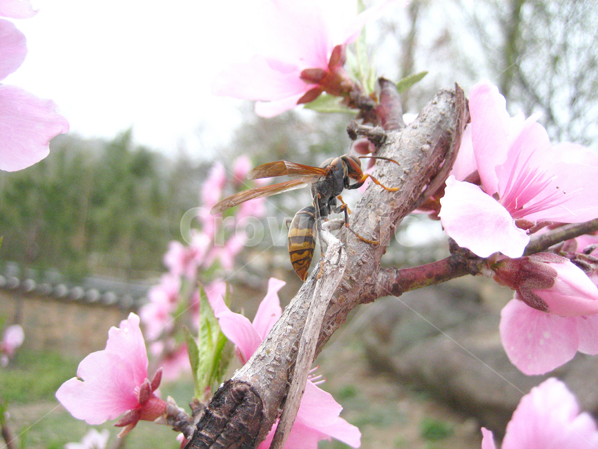 말벌,곤충,여름,벌,쌍살벌,야생곤충,자연,곤충,벌레,insect,bug