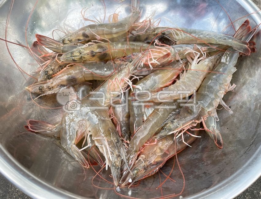 새우,생새우,대하,음식,해물,해산물,식재료,food,shrimp,seafood