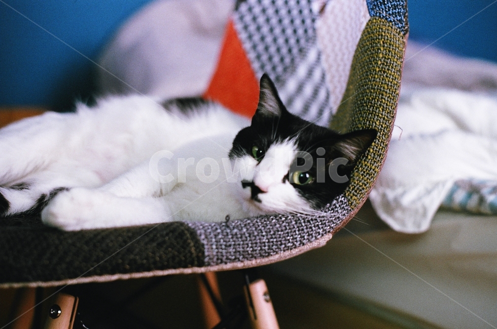 고양이,필름사진,감성사진,의자,아늑,편안,cat,cozy,동물,animal,포유류,mammal,고양이,cat,kitten,kitty,감성,sensible,feeling