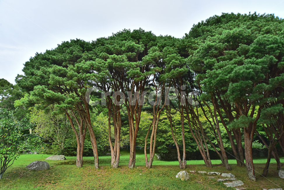 소나무,반송,줄기,자연,배경,풍경,바탕,백그라운드,tree,나무,나무줄기,plant,식물,토종,우리것,고목,파인트리,pinetree,자연경관,수목,칩엽수,소나무숲,자연,풍경,nature,landscape,tree trunk,나무 줄기