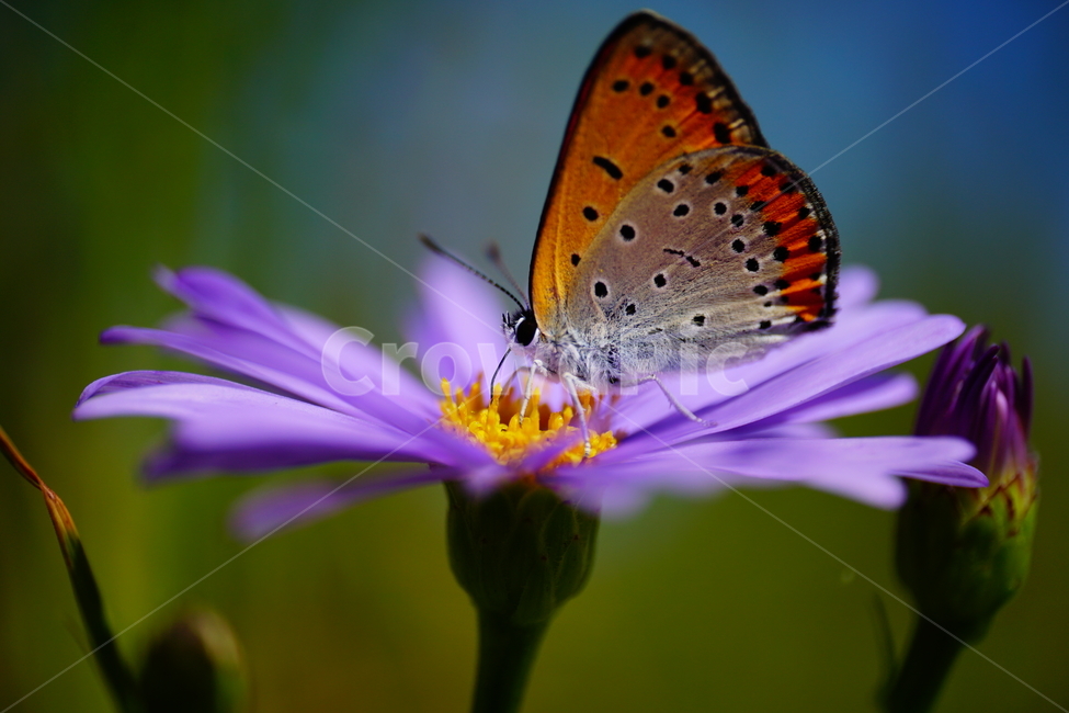 벌개미취,쑥부쟁이,나비,부전나비,곤충,벌레,꽃,플라워,자연,식물,butterfly,insect,flower,nature,bug,접사,클로즈업,closeup,macro,매크로,마크로,9월,가을,september,autumn,fall,꽃사진,가을꽃,가을,계절,fall,autumn,season,식물,자연,plants,nature,꽃,flower,동물,animal,곤충,벌레,insect,bug