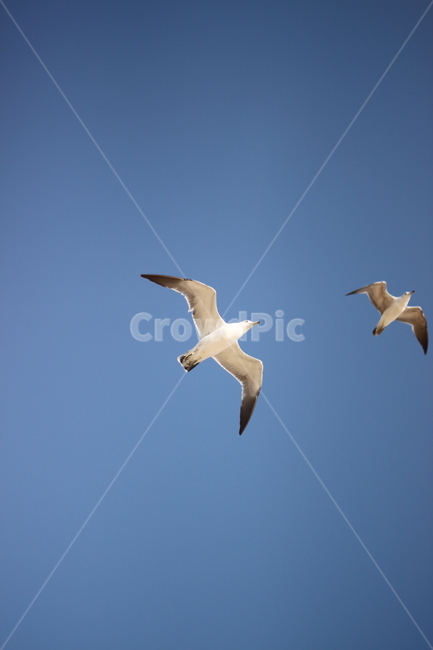 갈매기,비행,seagull,하늘,sky,푸른,맑은