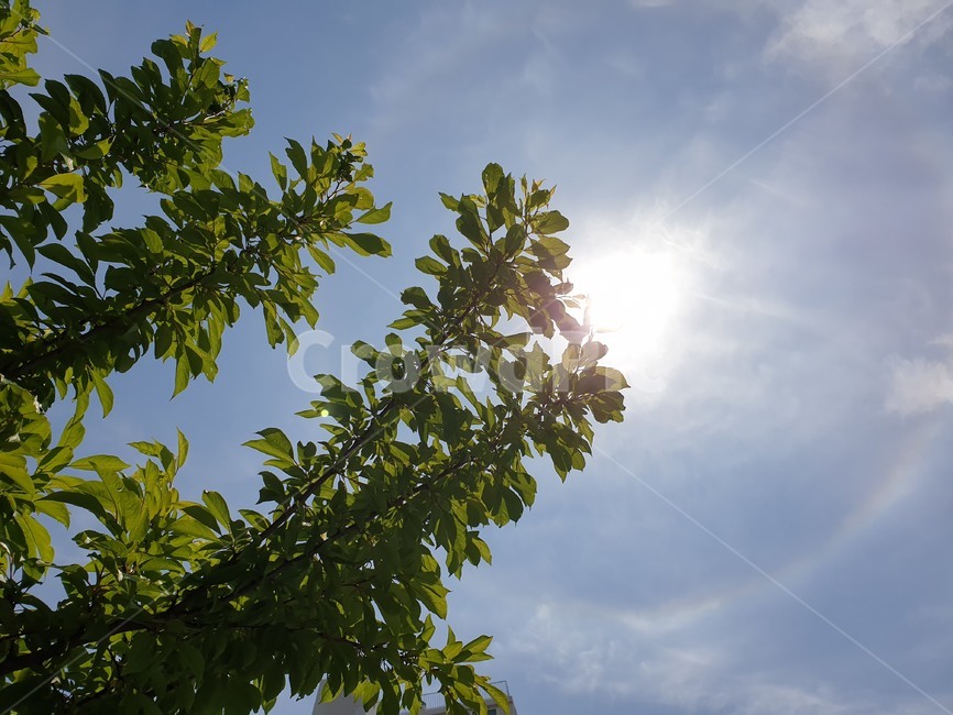 leaf,plant,잎,식물,하늘,light,빛,플레어,햇빛,sunlight,flare,가을하늘,맑은하늘,푸르른하늘,높은하늘