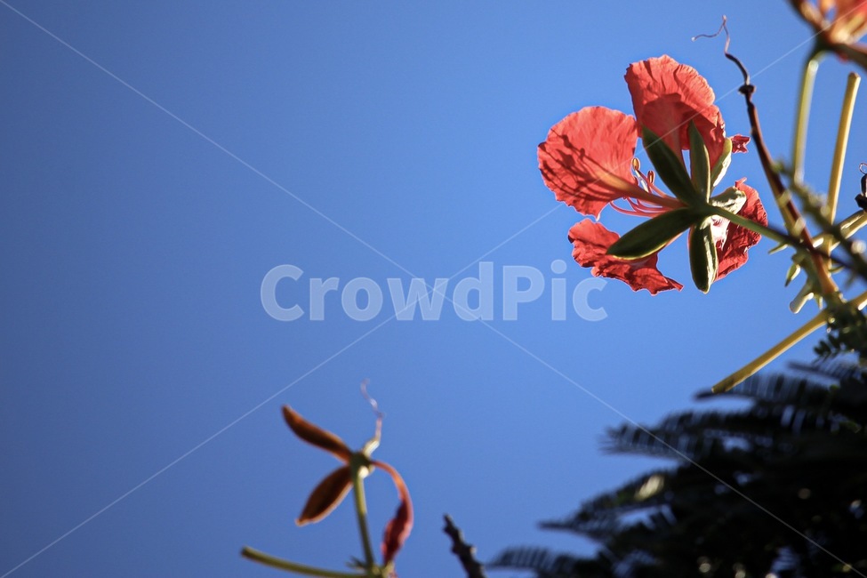하늘,빨간꽃,파란하늘,빨간꽃잎,파랑빨강,flower,bluesky,감성,식물,자연,색감,색상,빨강,싱그러운