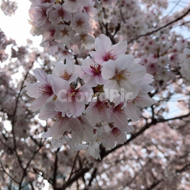 봄,꽃,벚꽃,spring,flower,sakura,봄,계절,spring,season,식물,자연,plants,nature,꽃,flower,plant,blossom,cherry blossom