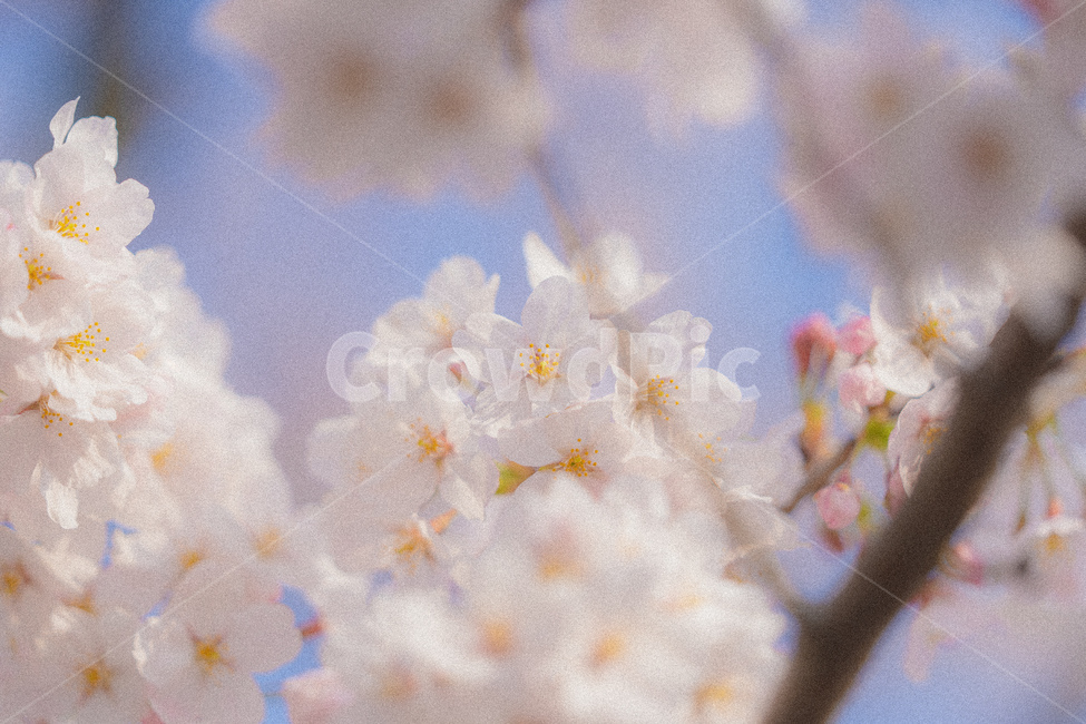 봄,벚꽃,사쿠라,분홍,꽃,꽃잎,나무,자연,봄,계절,spring,season,꽃,flower