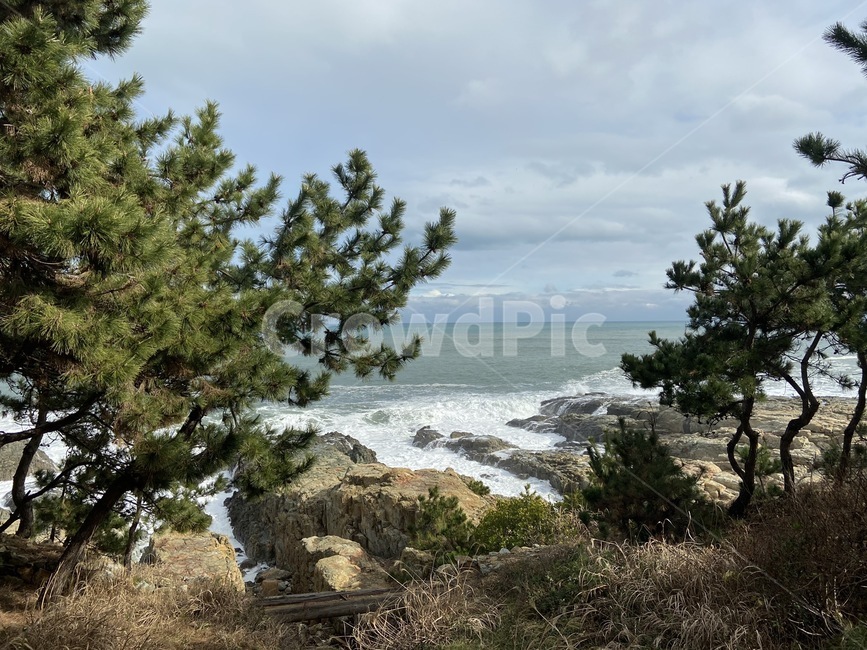 tree,나무,plant,식물,바닷가