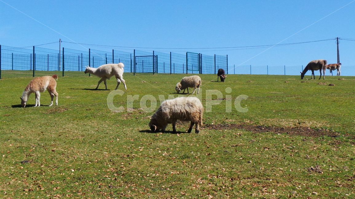 라마,lama,농장,라마농장,farm
