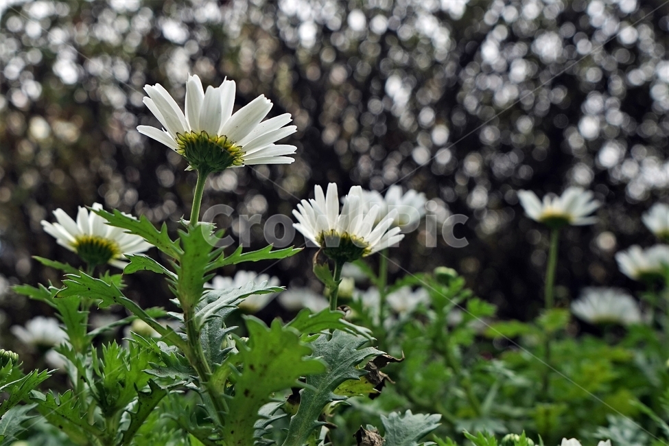 봄,꽃,식물,꽃송이,정원,아름다움,자연,spring,plant,nature,beautiful,flower,식물,자연,plants,nature,꽃,flower