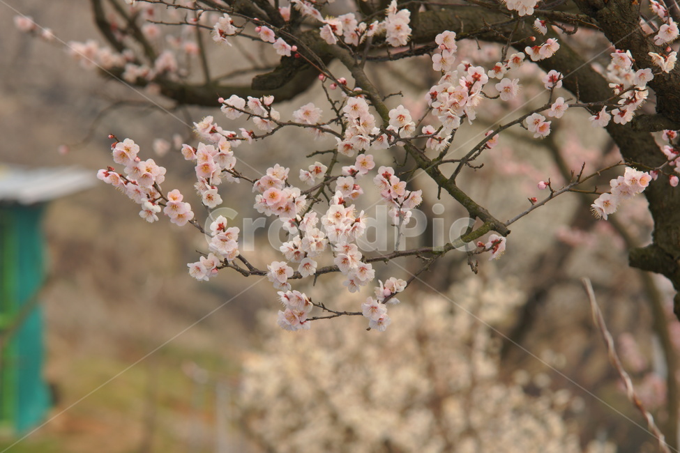 매화,원동,순매원,봄꽃,매화꽃향기,봄날,풍경,봄,계절,spring,season,식물,자연,plants,nature,꽃,flower,plant,blossom
