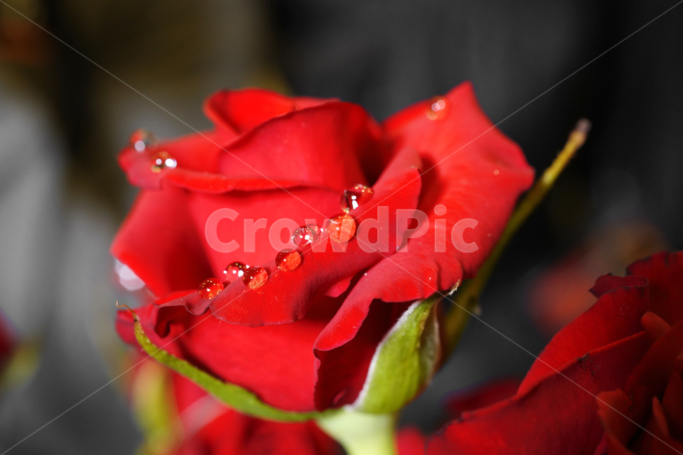flower,rose,red,plant,water,drop,closeup,장미,식물,꽃,클로즈업,접사,식물,자연,plants,nature,꽃,flower