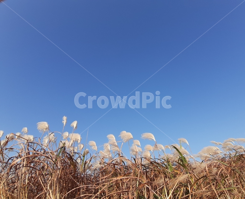 가을,갈대,가을하늘,바람,파란,가을,계절,fall,autumn,season,식물,자연,plants,nature