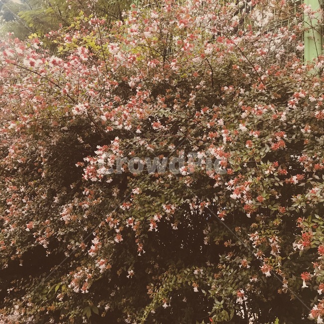 꽃,감성,배경,자연,여름