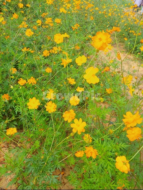 식물,코스모스,노랑코스모스,꽃,풀,꽃밭,가을,계절,fall,autumn,season,식물,자연,plants,nature,꽃,flower,leaf,잎,plant,grassland,목초지,outdoors,옥외,field,들