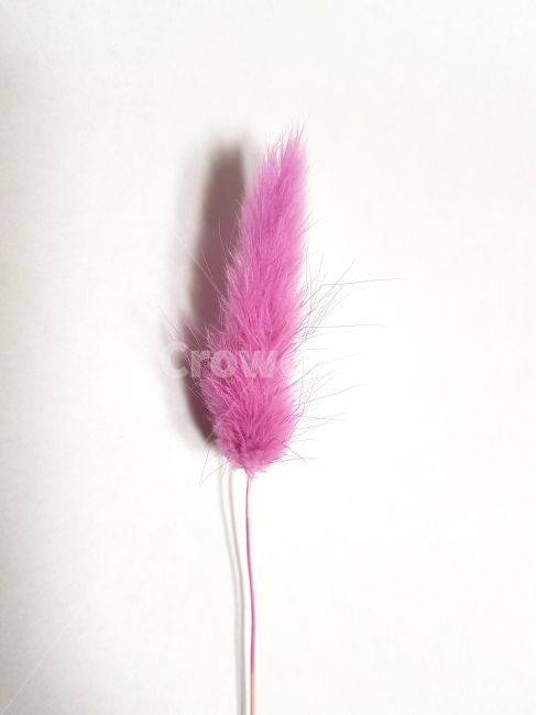 흰배경,라그라스,누끼,강아지풀,핑크,분홍,식물,감성,느낌잇는,건조,마른,드라이플라워,봄,꽃,북유럽,자연,오브젝트,사물,물건,오브젝트,thing,object,matter,누끼,remove background