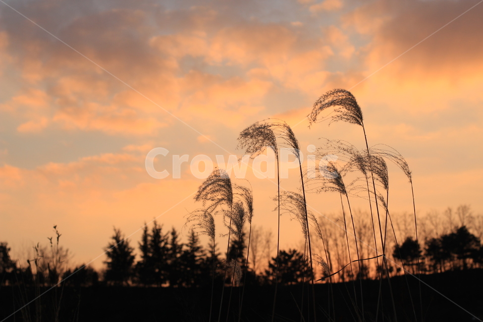 노을,갈대,구름,하늘,따뜻한,석양,분위기,풍경,자연,해질녘,가을,일몰,sunset,sky,cloud,가을,계절,fall,autumn,season,자연,풍경,nature,landscape,grass,잔디,plant,식물