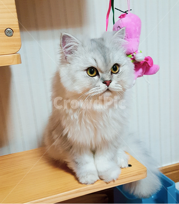 고양이,페르시안,페르시안친칠라,pet,cat,장모종,친칠라