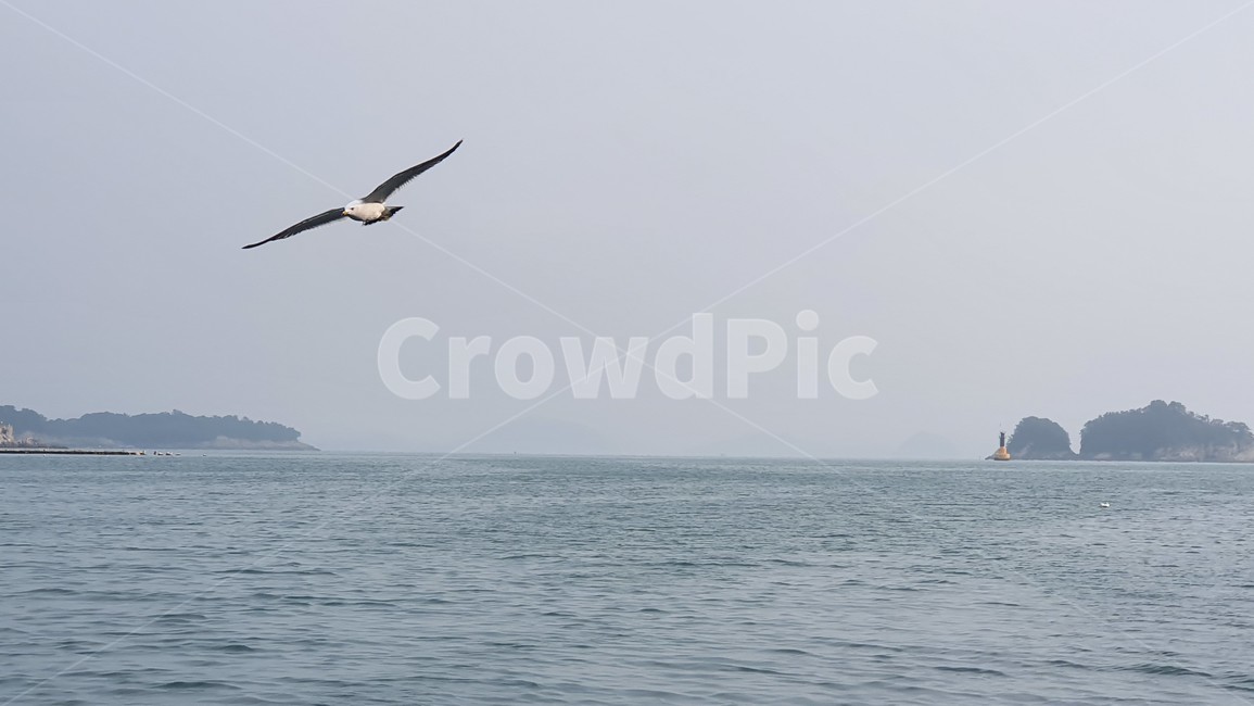 sea,ocean,island,섬,바다,수평선,새,동물,animal,bird,동물,animal,조류,새,birds