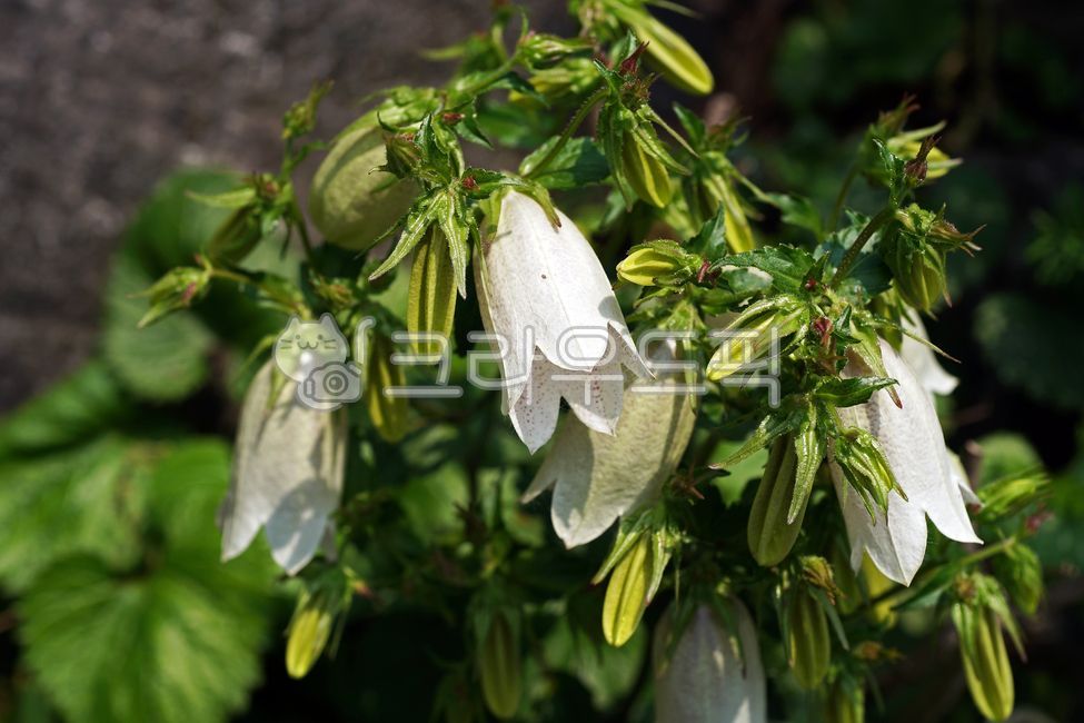 초롱꽃체리벨,초롱꽃,초롱꽃과,관상용,여름,계절,자주초롱꽃,spottedbellflower