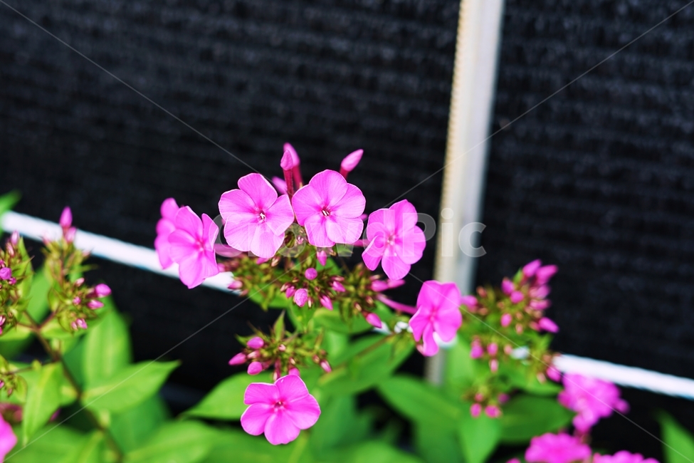 flower,geranium,제라늄,plant,식물,blossom,꽃