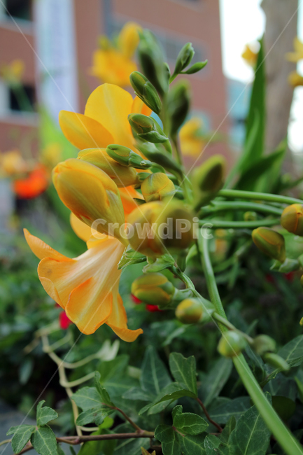 꽃,flowers,봄,식물,계절,정원,꽃밭,컬러풀,클로즈업,자연,꽃잎,가드닝,텃밭,아름다움,뷰티,백그라운드,배경,배경이미지,노랑,노란꽃,후리지아,식물,자연,plants,nature,꽃,flower