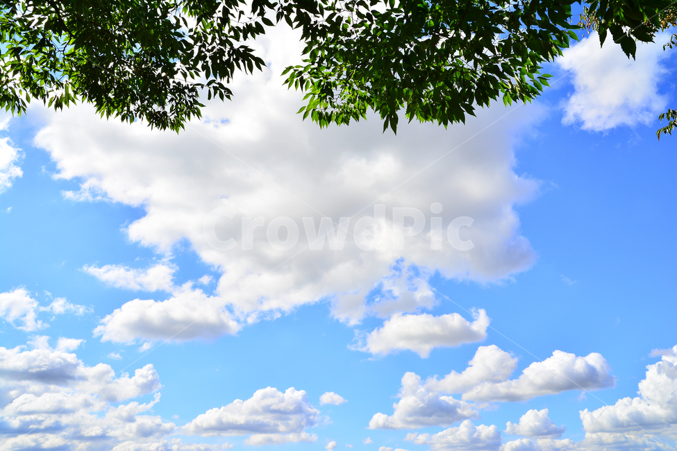 atmosphere,blue sky,clouds,air,scenery,cloud,leaves,weather,sunny,sky,green,wallpaper,nature,tree,clear,clean,clear day,fresh green,environment,june,blue,background,plant