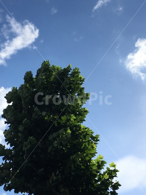 하늘,나무,구름,가을,바람,SKY,TREE,CLOUD,푸른,파란,식물,자연,plants,nature
