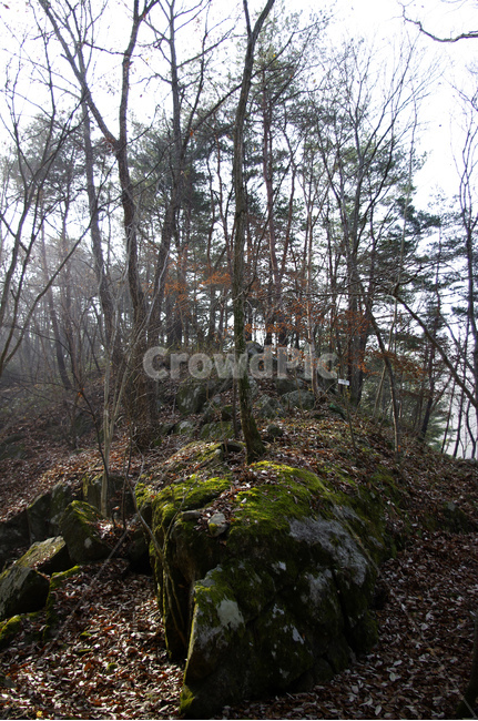 소나무,나무,식물,plant,wood,자연,풍경,nature,landscape,ground,바닥,tree