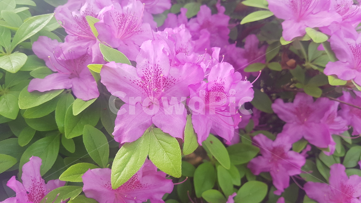 철쭉,꽃,봄,분홍색꽃,계절