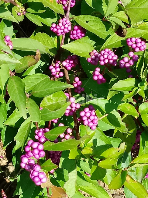 나무,열매,보라색열매,잎,leaf,식물,꽃,plant,식물,자연,plants,nature,꽃,flower