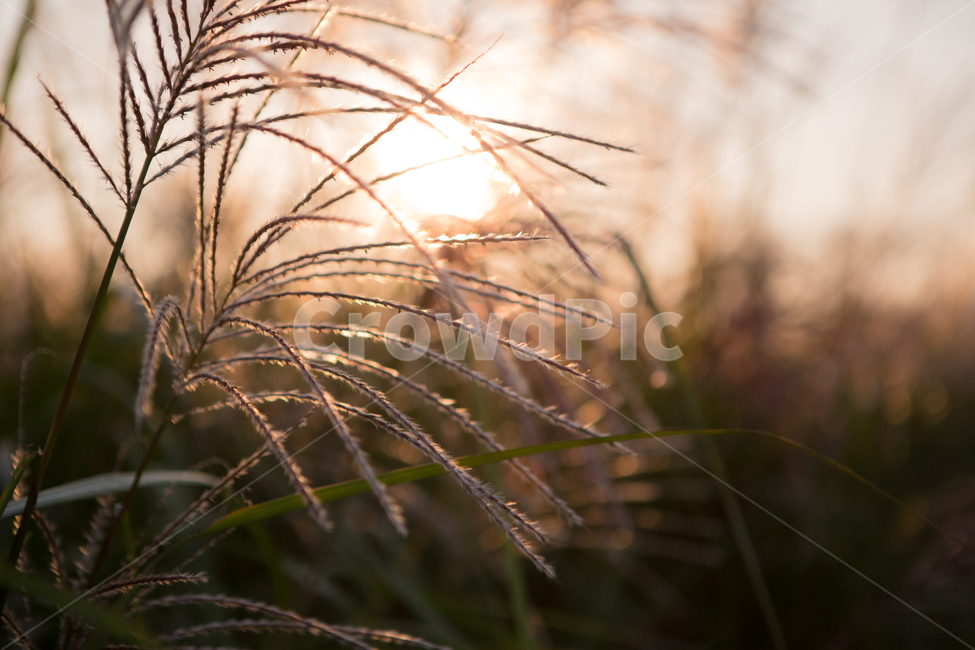 억새,하늘공원,억새풀,풀,갈대,하늘,노을,가을,계절,fall,autumn,season,자연,풍경,가을,계절,fall,autumn,season,grass,잔디,plant,식물,vegetation,초목,lawn,flare,플레어,light,빛