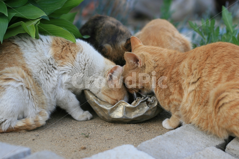 고양이,네마리,cat,포유류,식사중,반려동물,애완동물,pet,동물,animal