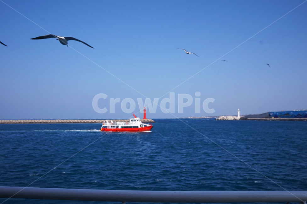 갈매기,배,바다,제주도,푸른바다,우도,빨간배,자연,풍경,nature,landscape,교통,교통수단,traffic,transportation,boat,보트,vehicle,차량,animal,동물,bird,새