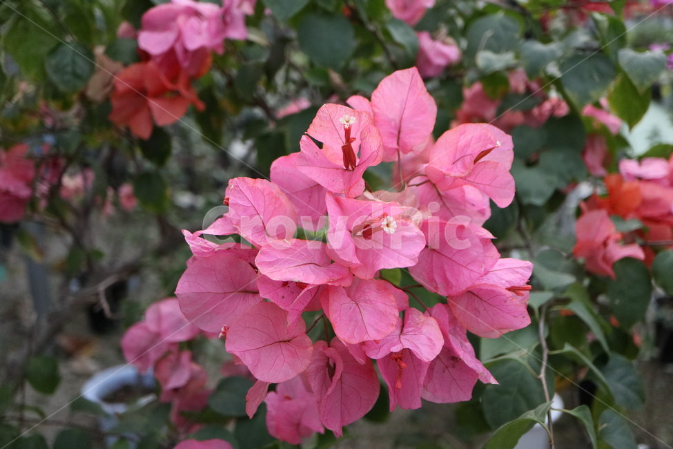 blossom,꽃,flower,plant,식물,부겐빌레아,bougainvillea,관목,부겐베리아,온실,쌍떡잎식물