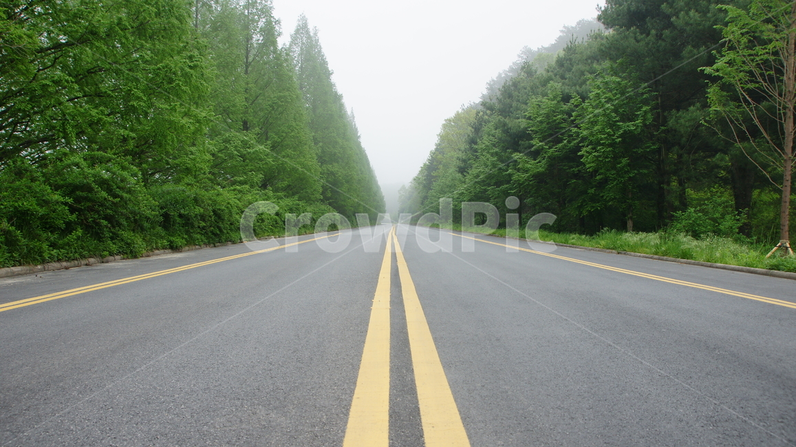 도로,메타세콰이어,푸름,아스팔트,담양,자연,풍경,nature,landscape,road,highway,고속도로,freeway,고속 도로