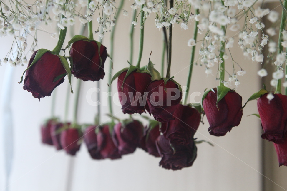 장미,꽃,안개꽃,드라이플라워,플라워,꽃,flower