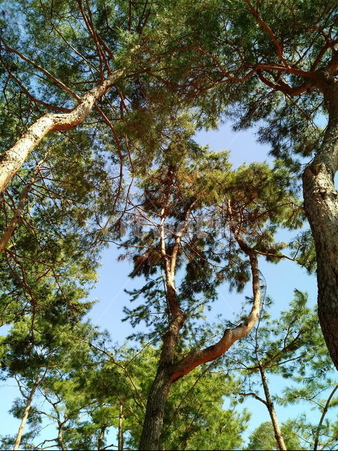 나무,소나무,하늘,파란하늘,나무가지,나무줄기,잎,tree