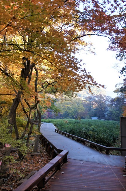 가을,단풍,자연,나무,식물,산속,autumn,season,trees,nature,풍경,자연풍경,감성,emotion,산책길,가을,계절,fall,autumn,season,tree,plant,tree trunk,나무 줄기