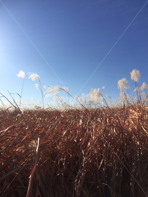 하늘,하늘공원,갈대,대비,가을,가을,계절,fall,autumn,season,자연,풍경,nature,landscape,plant,식물,grass,잔디,lawn,reed