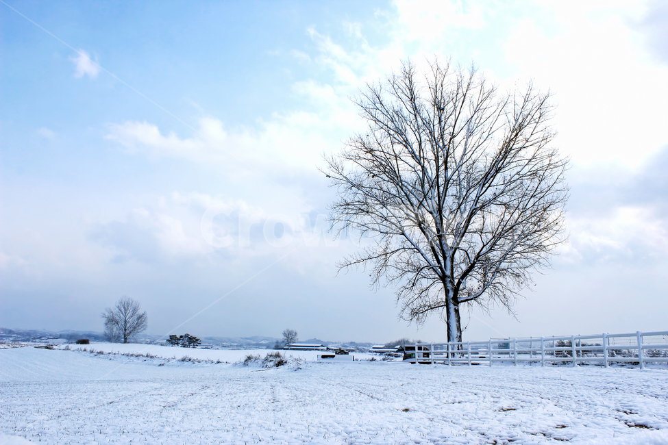 눈,겨울,snow,나무,감성사진,감성,색감,풍경,겨울,계절,winter,season,자연,풍경,nature,landscape,식물,plants,나무,trees,wood,outdoors,옥외