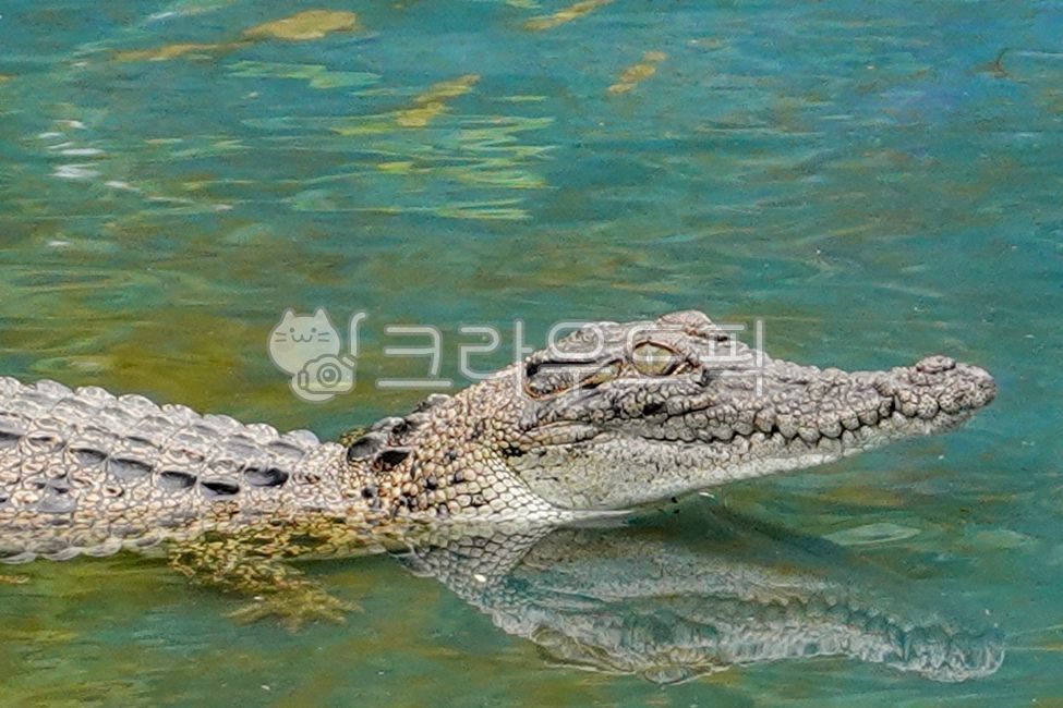 악어,새끼악어,동물,crocodile,animal,파충류,reptile