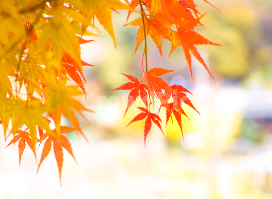 단풍,가을,물단풍,나무,계절,추색,단풍잎,잎새,가을,계절,fall,autumn,season,plant,식물,leaf,잎,tree