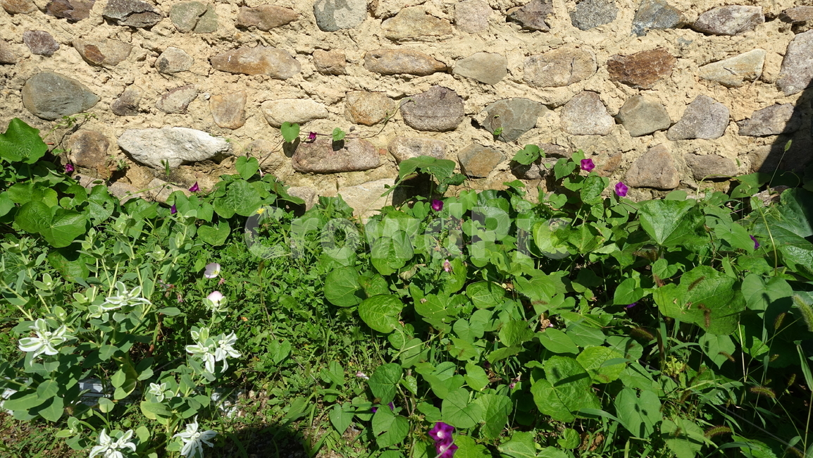 가을,삼지내마을,돌담,wall,green,grass,plant,식물
